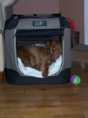 winter_puppy_012_resize.jpg