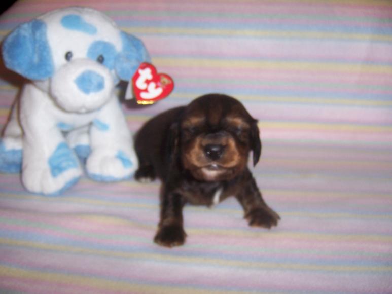chocolatelhboy.jpg