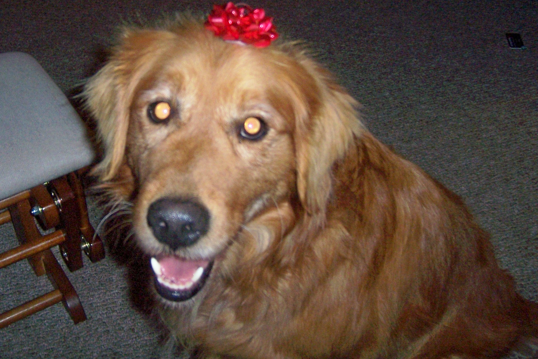 cody1.jpg