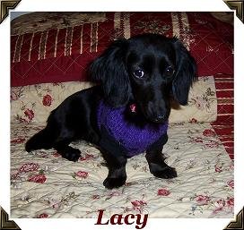 lacy.jpg